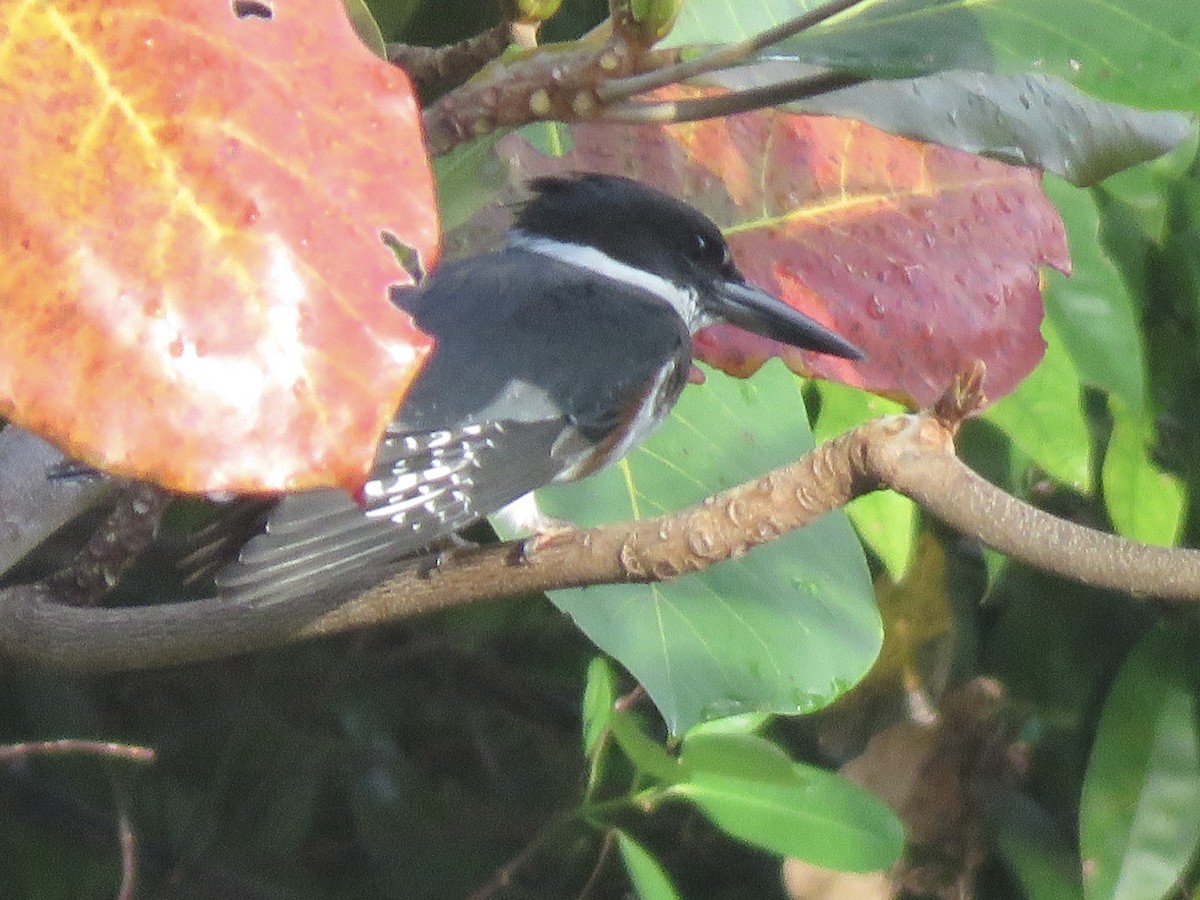 Belted Kingfisher - ML643659404