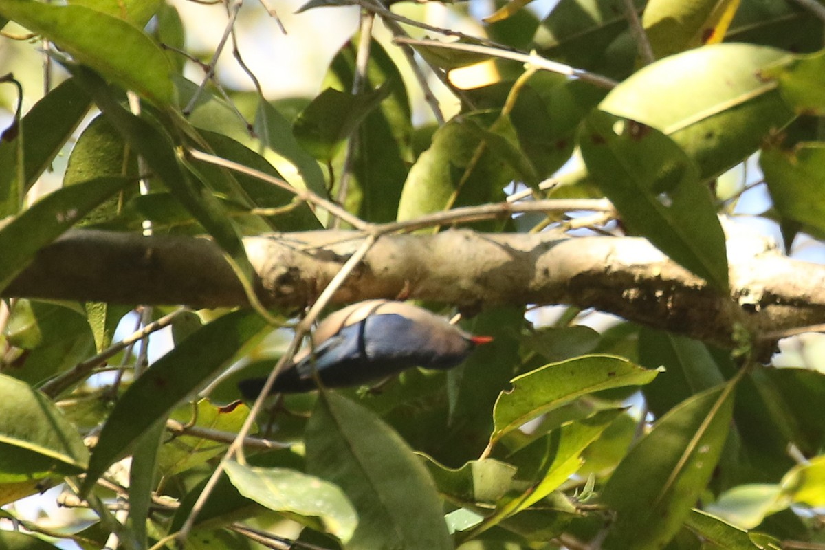 Velvet-fronted Nuthatch - ML643659421