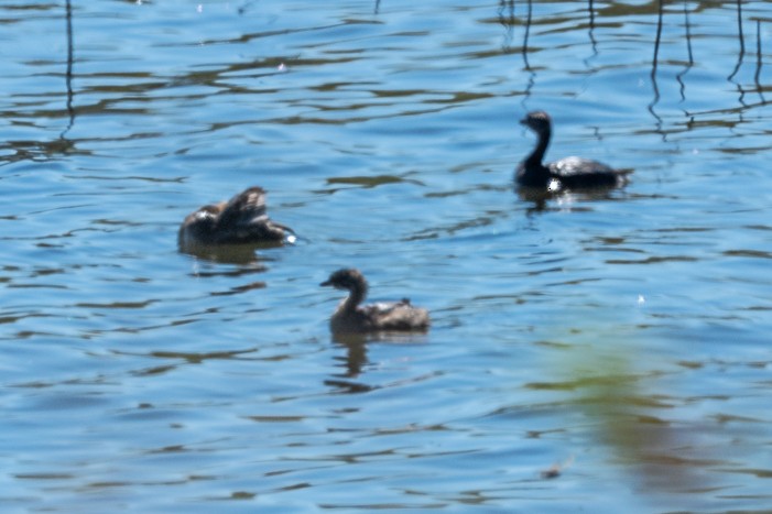 Pied-billed Grebe - ML643659422