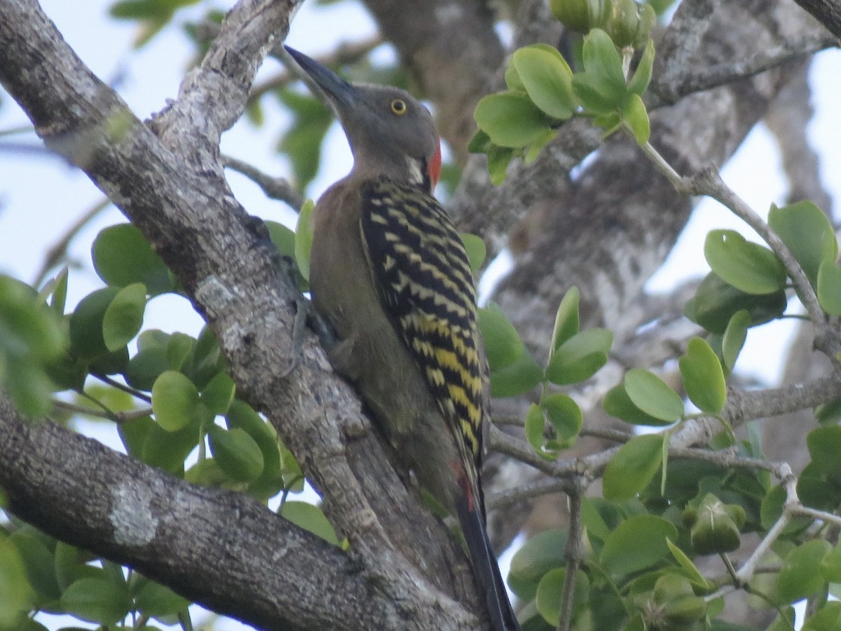 Hispaniolan Woodpecker - ML643659423