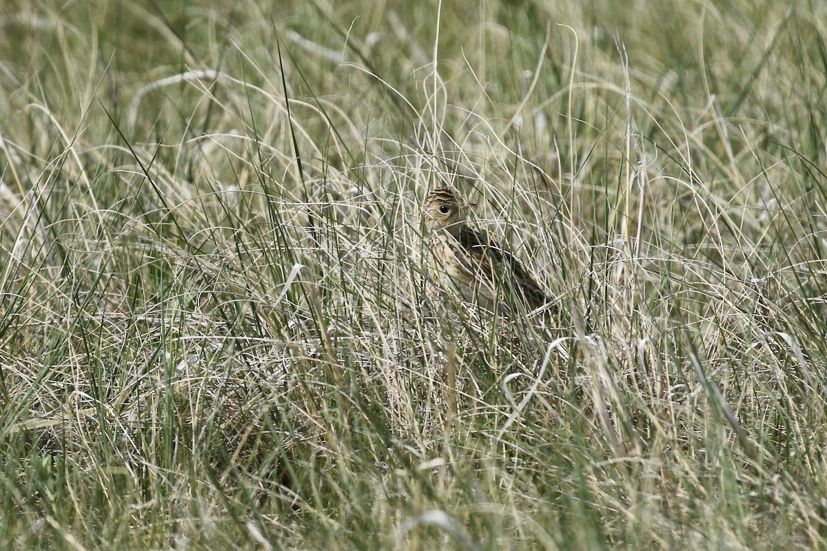 Sprague's Pipit - ML643659426