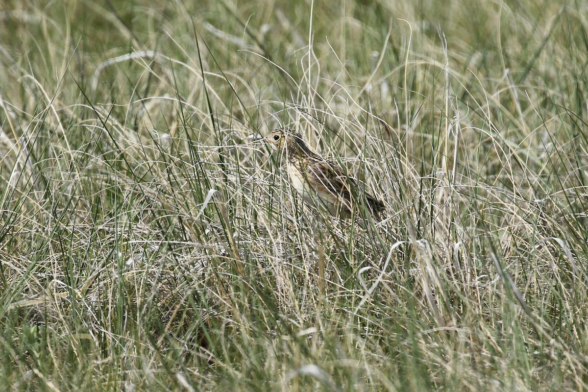 Sprague's Pipit - ML643659430