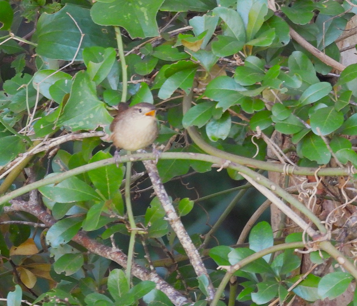 Northern House Wren - ML643659446