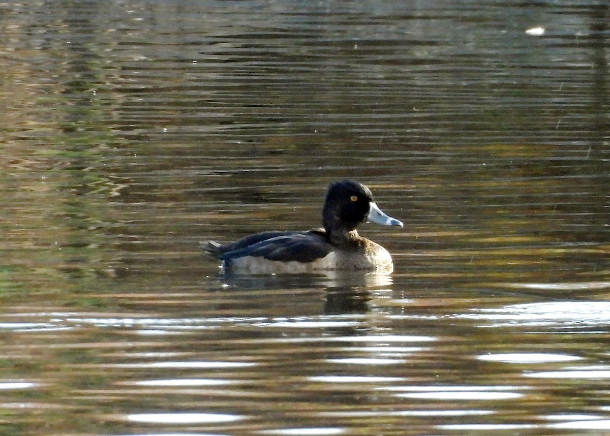 Ring-necked Duck - ML643659448