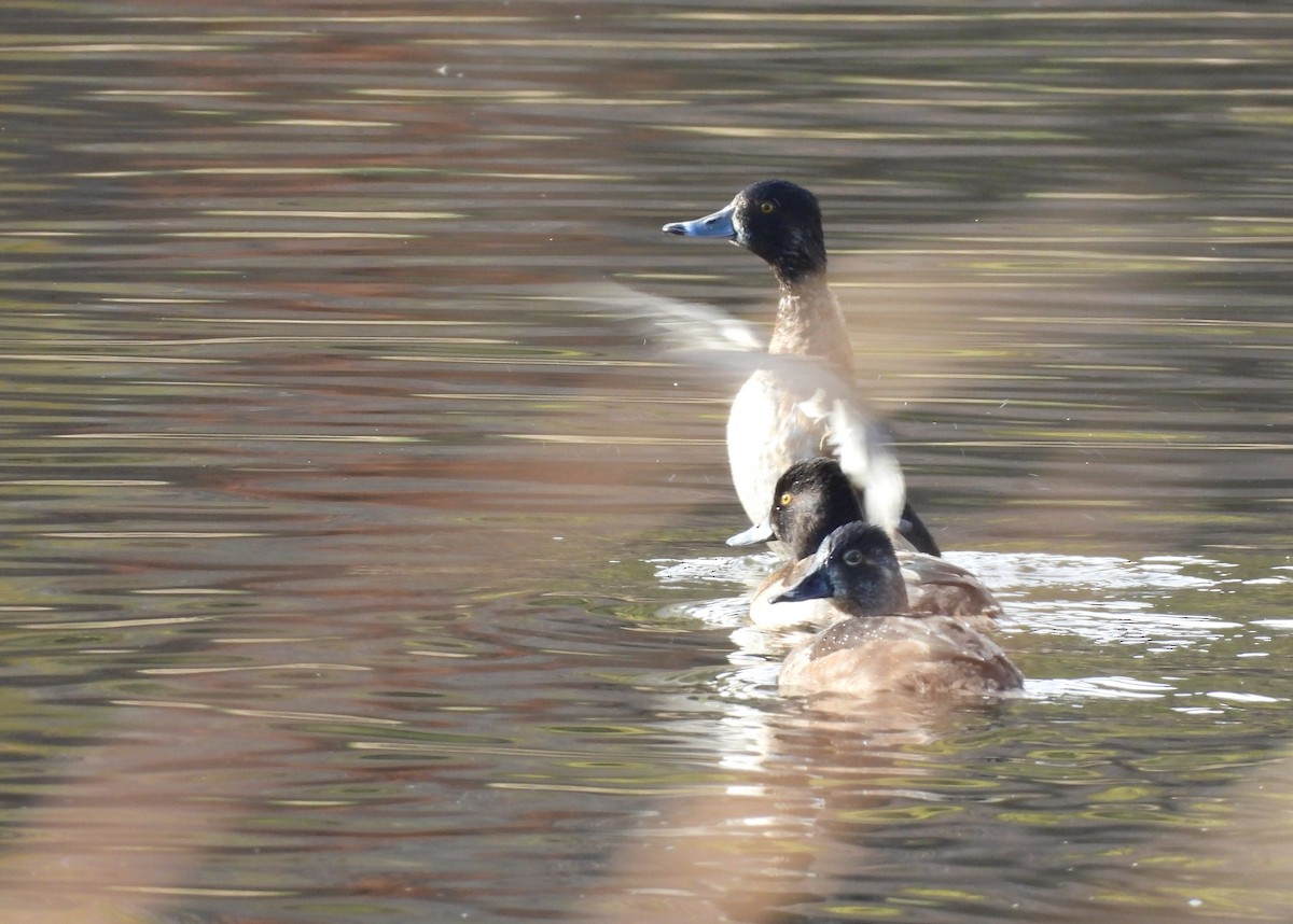 Ring-necked Duck - ML643659449