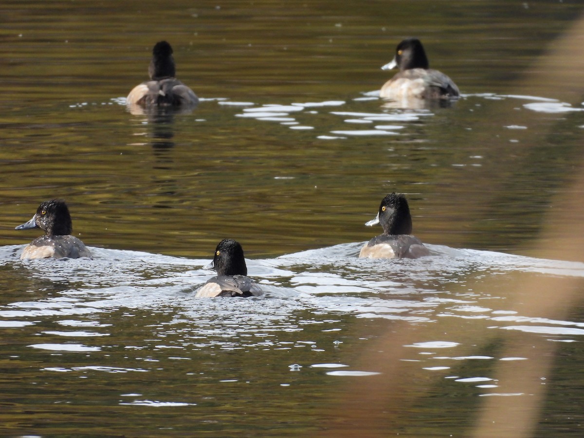 Ring-necked Duck - ML643659450