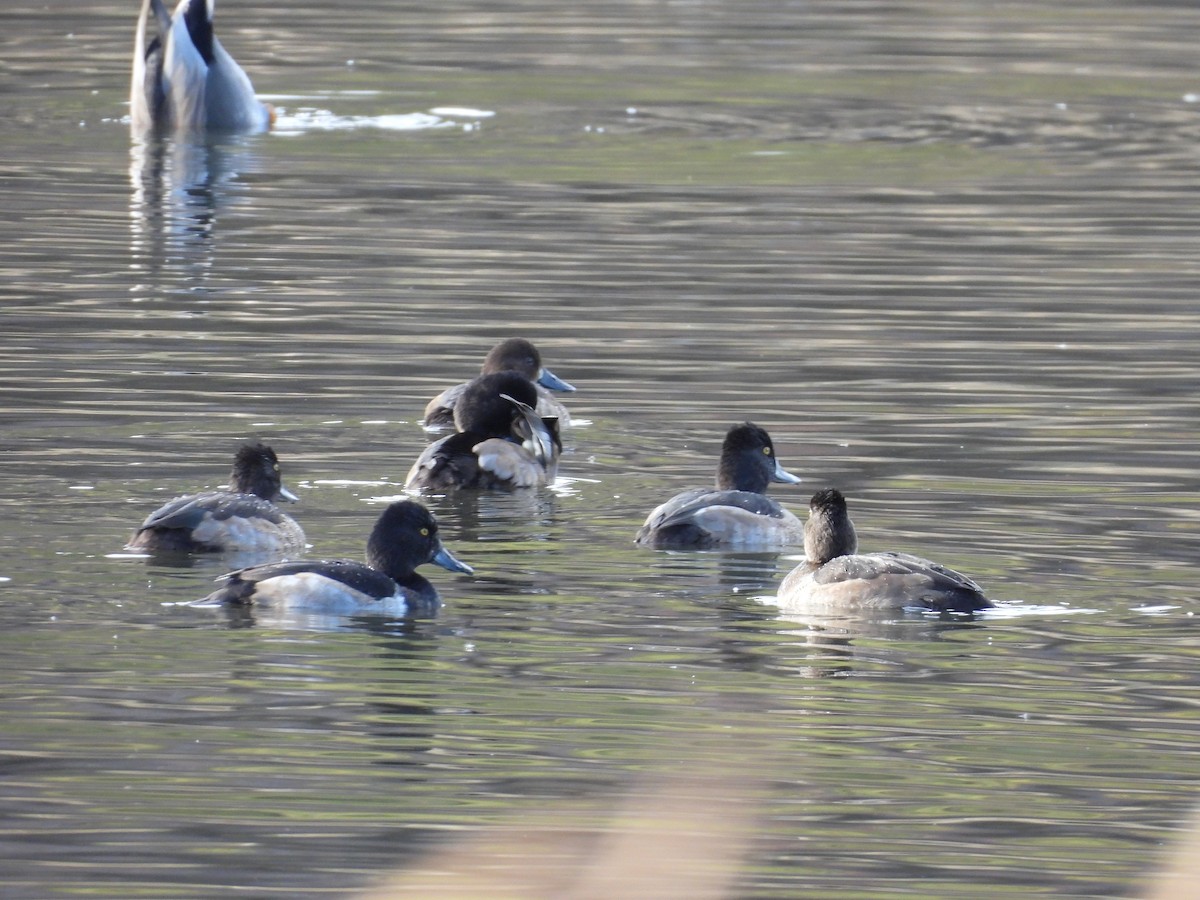 Ring-necked Duck - ML643659451