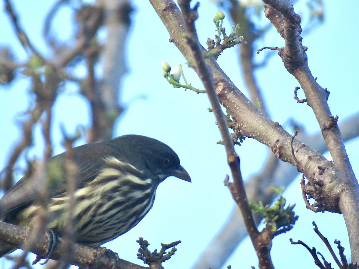 Palmchat - ML643659452