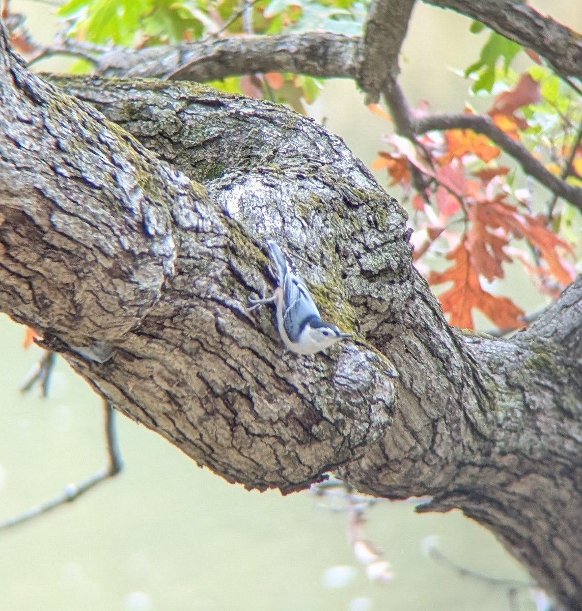White-breasted Nuthatch - ML643659483