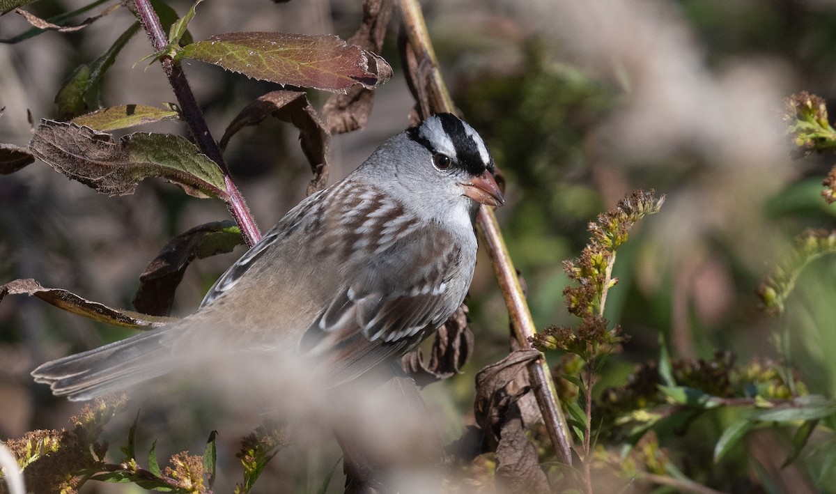 Bruant à couronne blanche - ML643659509
