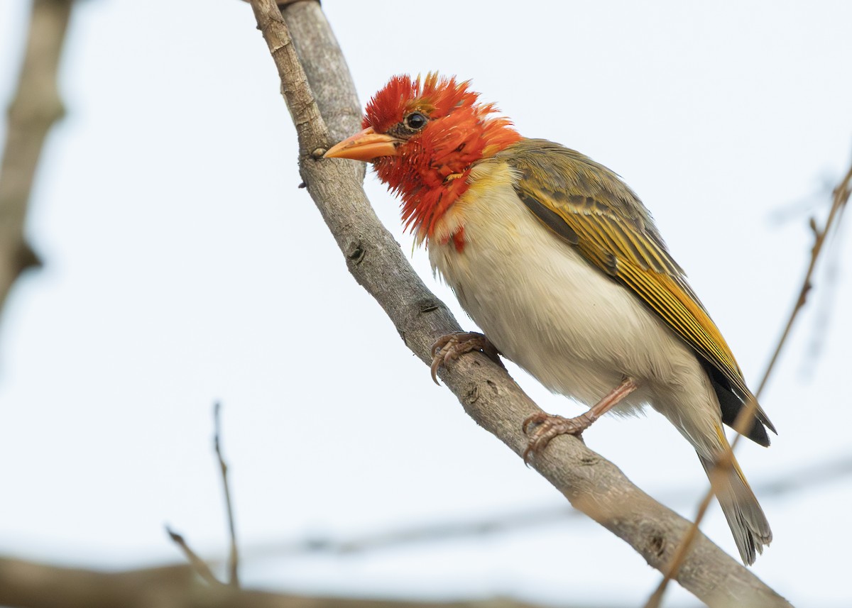 Red-headed Weaver (Southern) - ML643659524