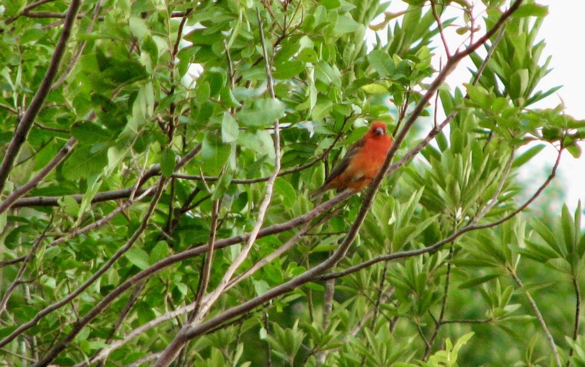 Red Fody - ML643659533