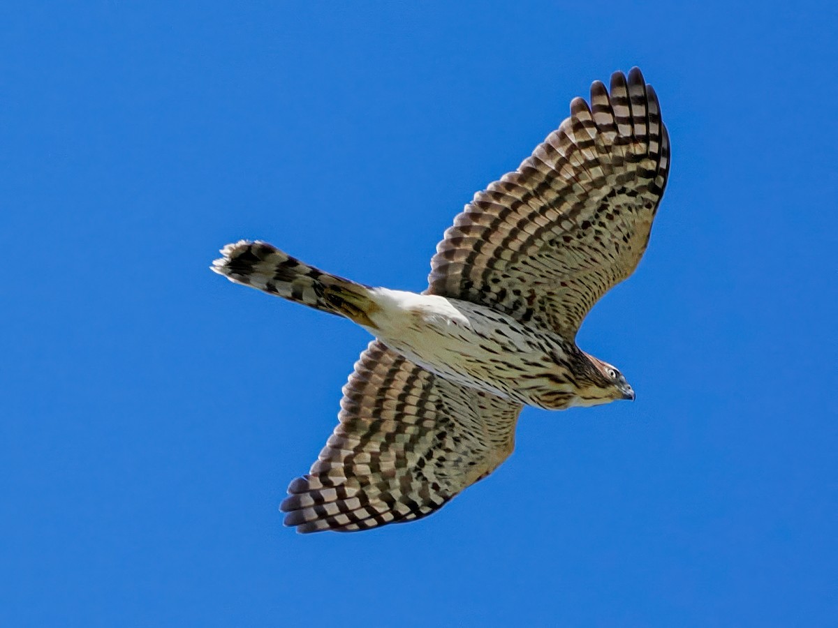 Rundschwanzhabicht - ML643659556