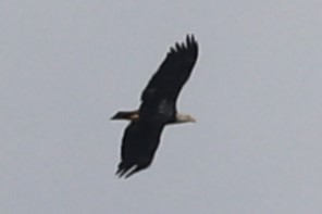 Bald Eagle - ML643659598