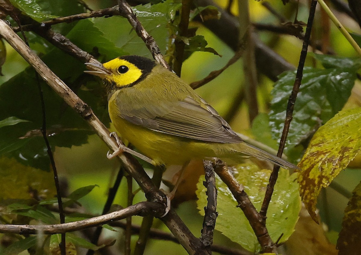 Hooded Warbler - ML643659625