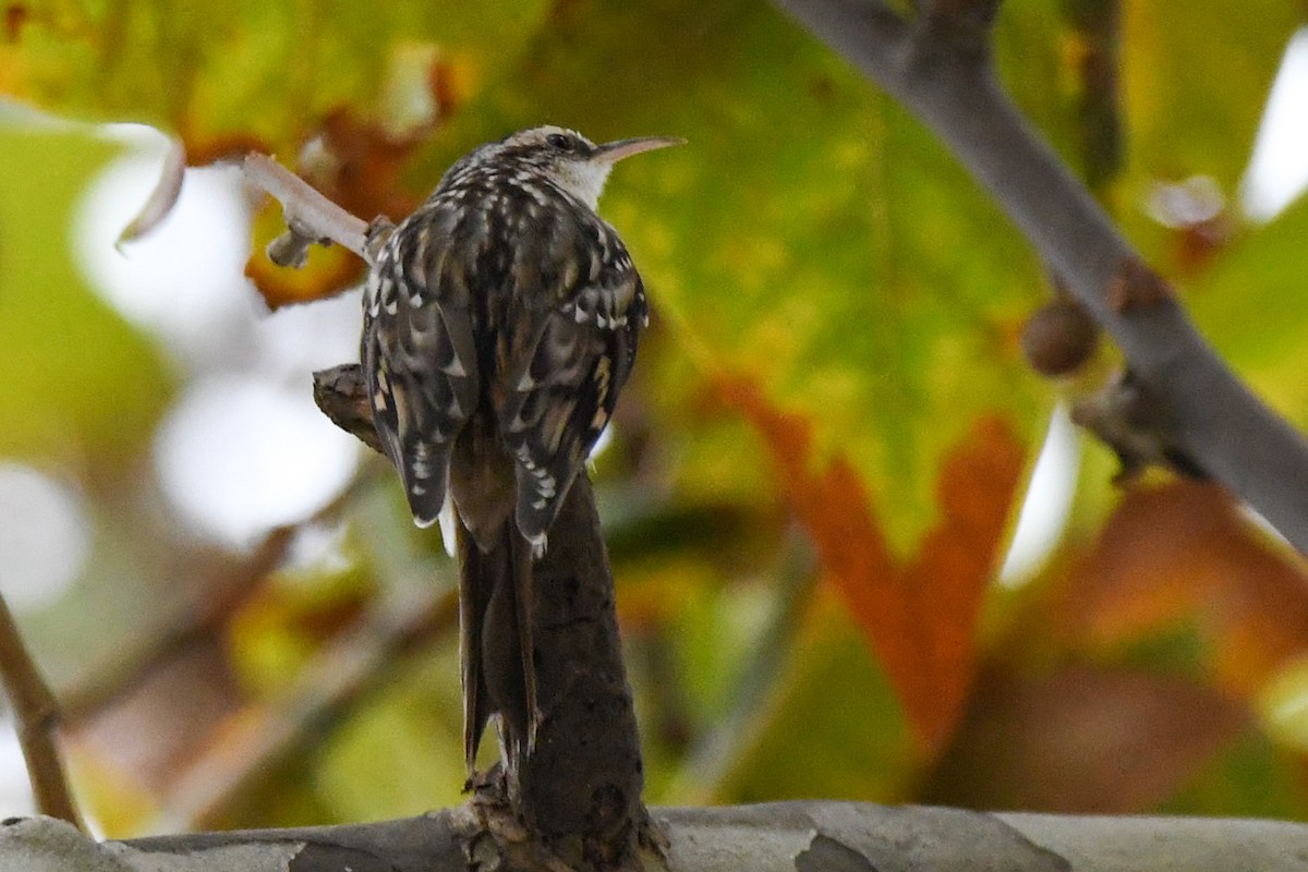 Short-toed Treecreeper - ML643659637