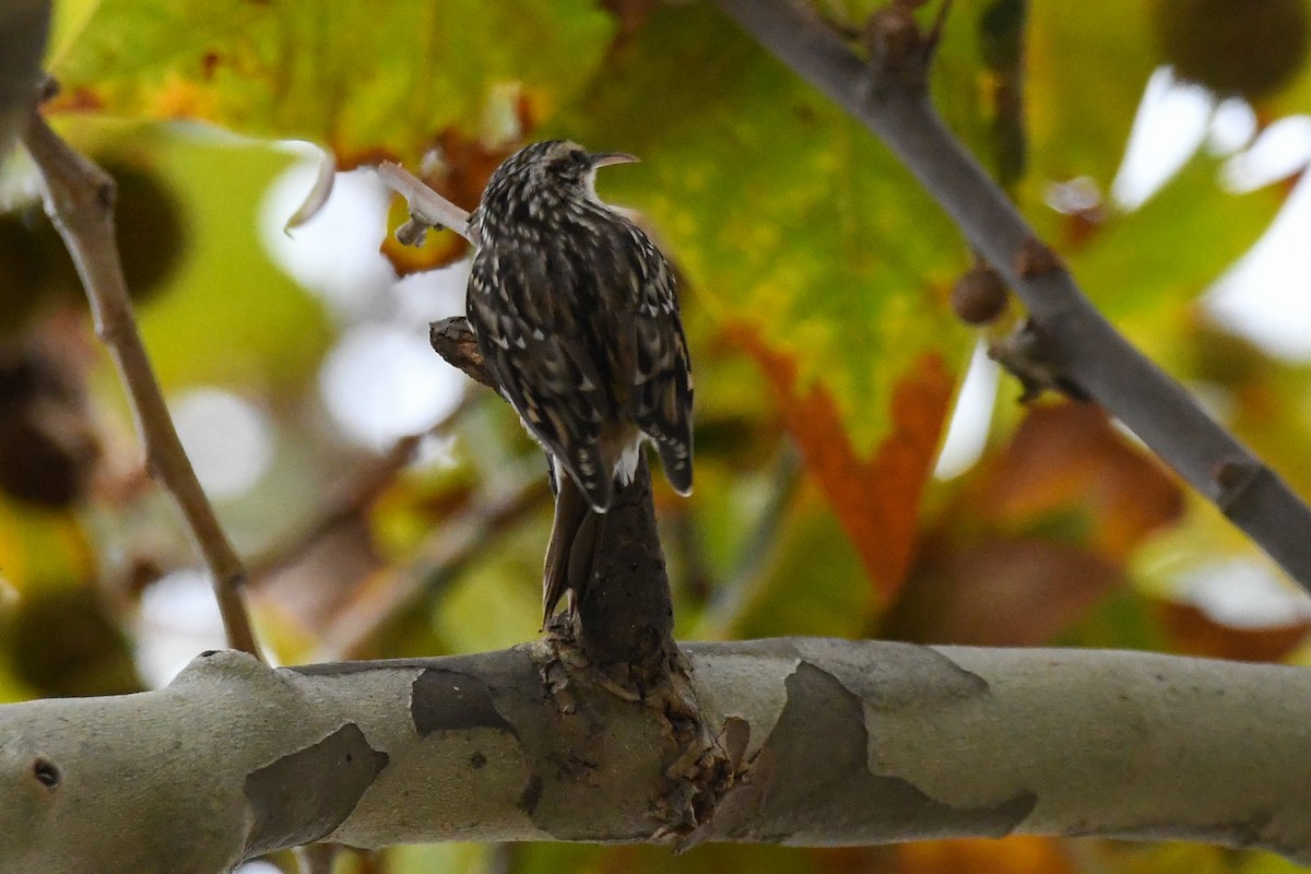 Short-toed Treecreeper - ML643659638