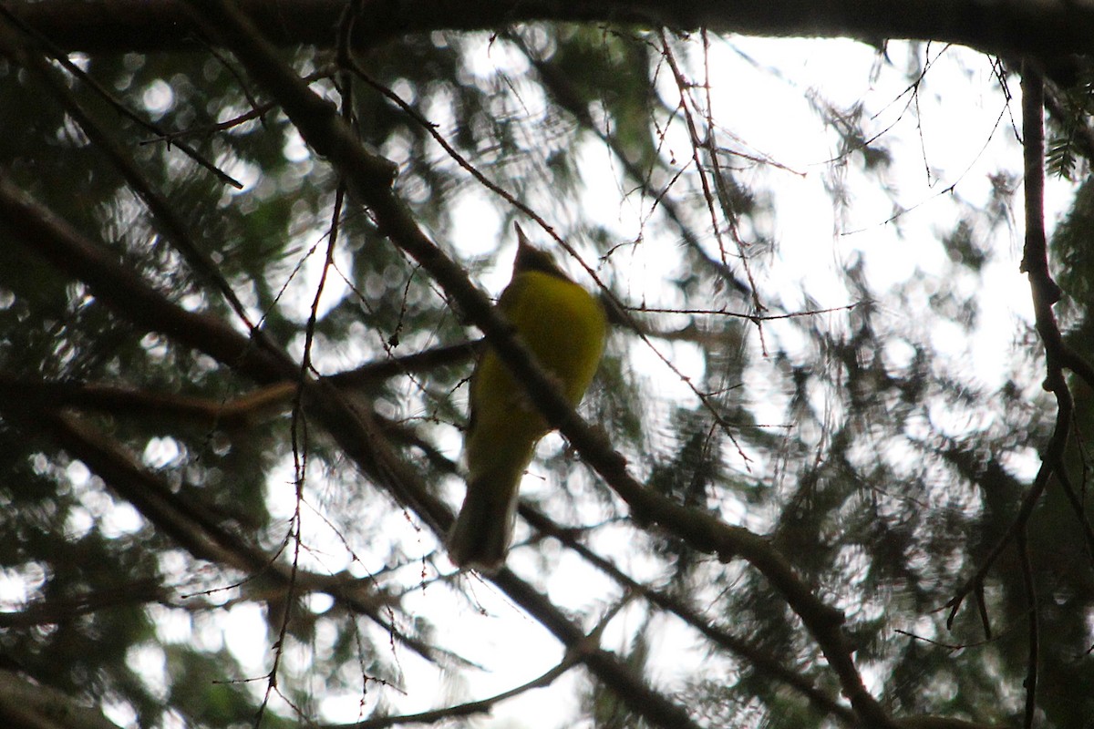 Hooded Warbler - ML643659680