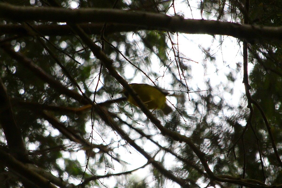 Hooded Warbler - ML643659681