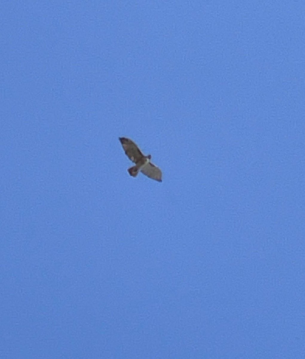 Red-tailed Hawk - ML643659714