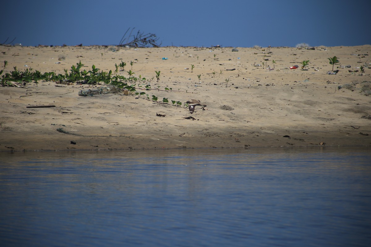 Лежень річковий - ML643659731