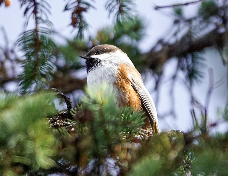 Boreal Chickadee - ML643659741