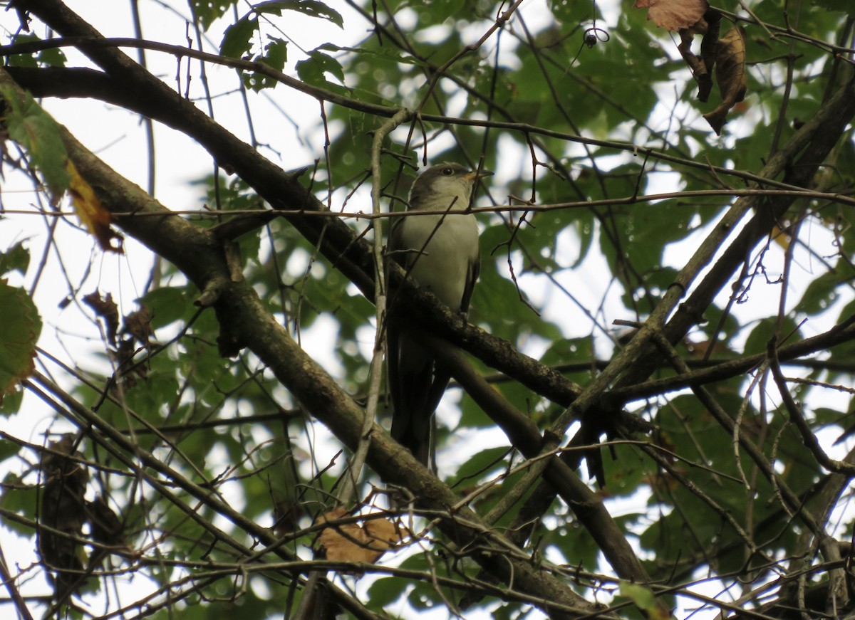 Yellow-billed Cuckoo - ML643659748