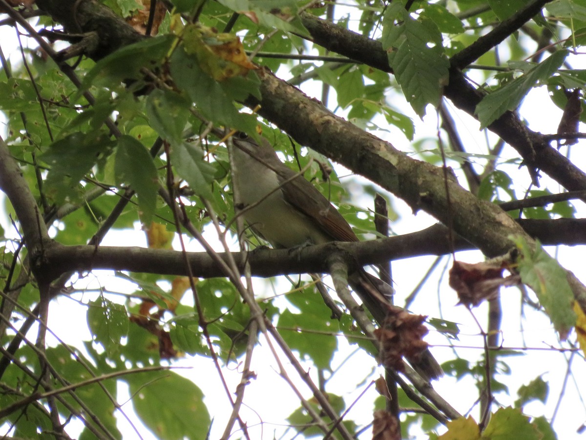 Yellow-billed Cuckoo - ML643659751