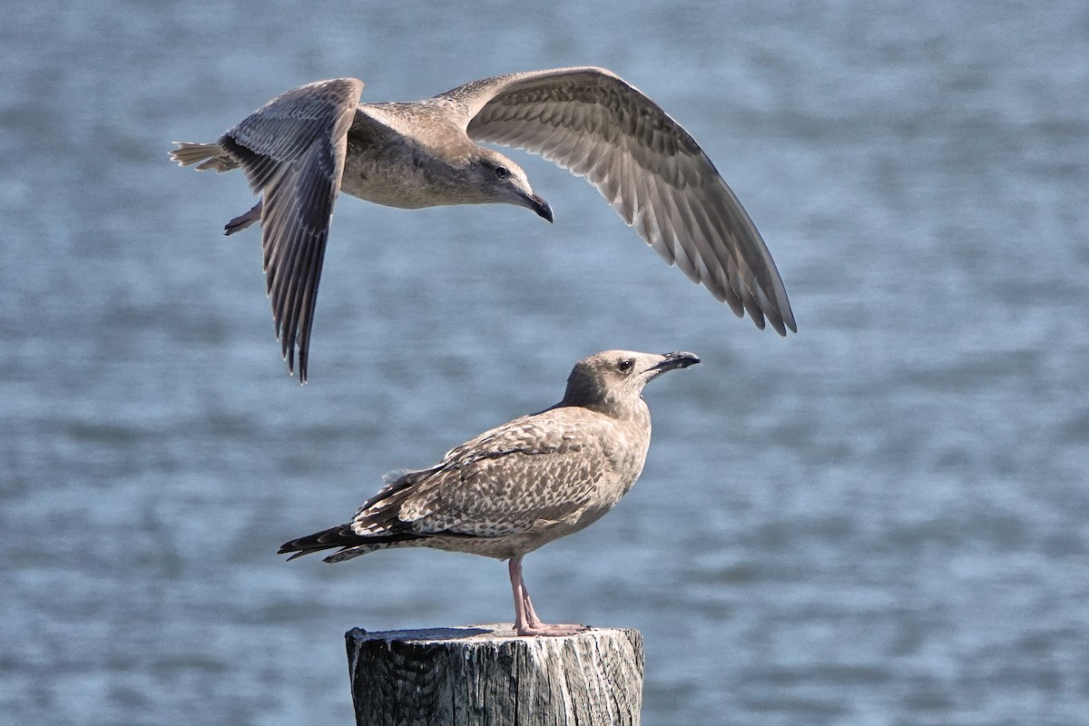 Kaio hauskara amerikarra - ML643659752