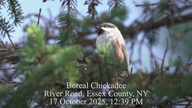 Boreal Chickadee - ML643659754