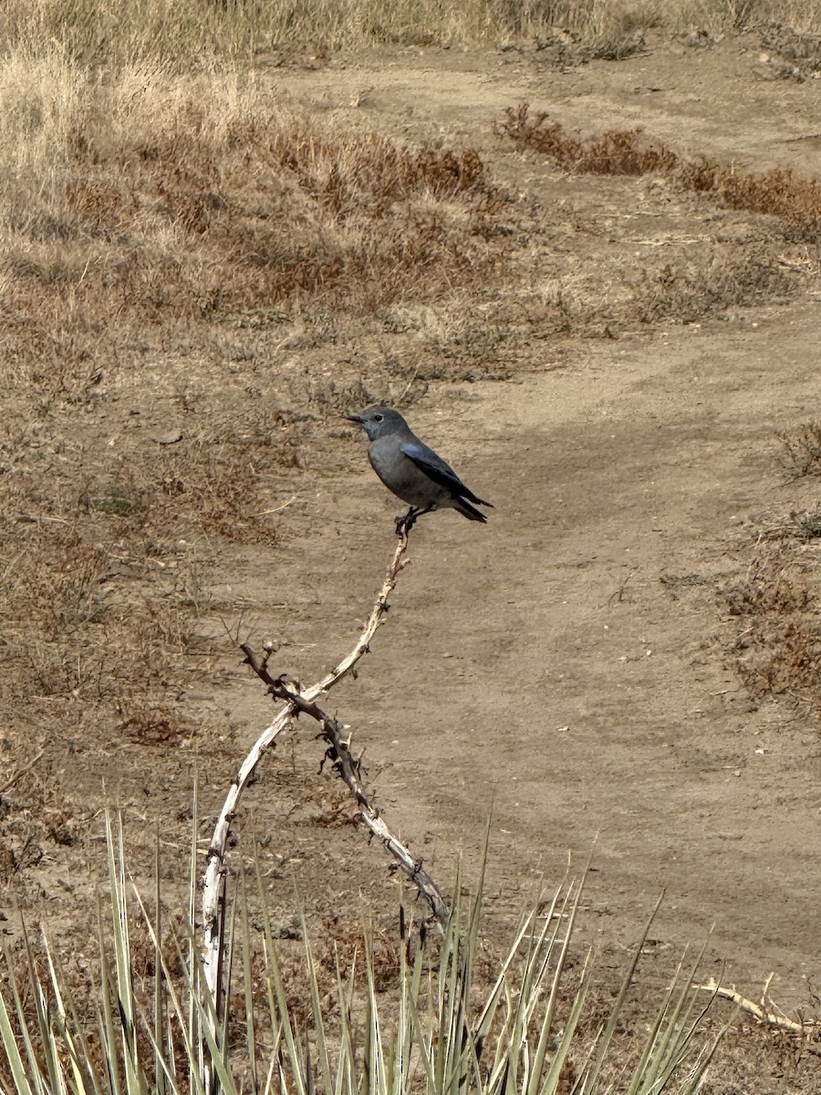 Mountain Bluebird - ML643659755