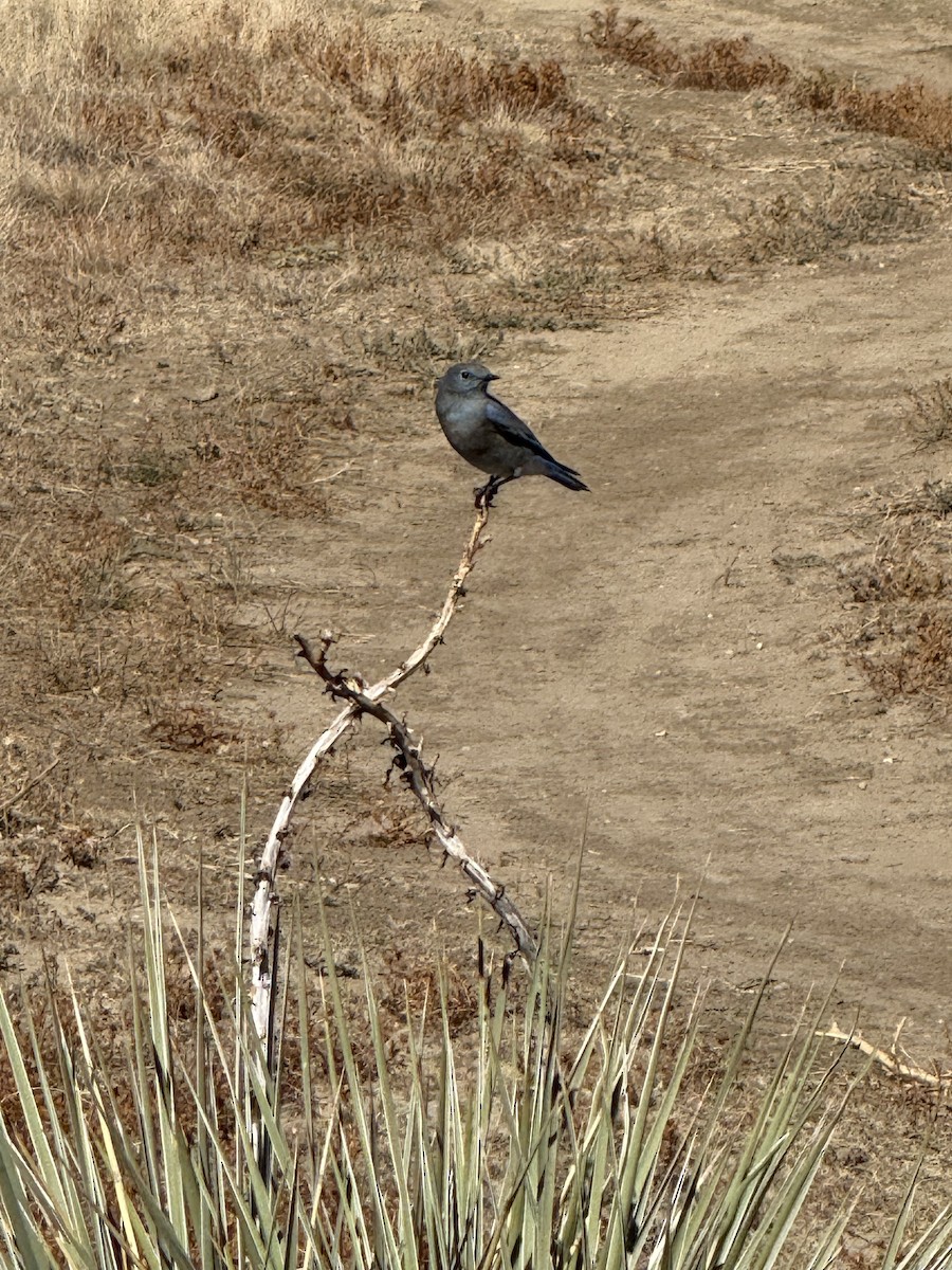 Mountain Bluebird - ML643659756