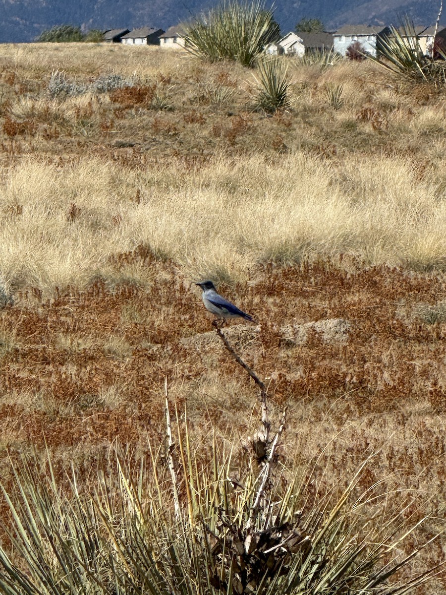 Mountain Bluebird - ML643659757