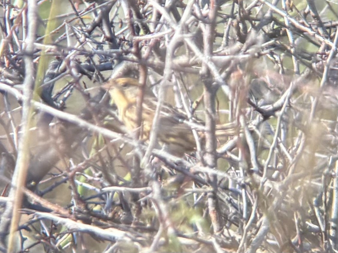 LeConte's Sparrow - ML643659760