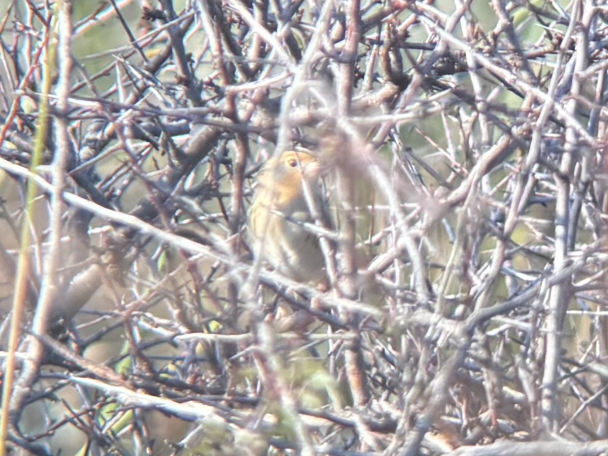 LeConte's Sparrow - ML643659761