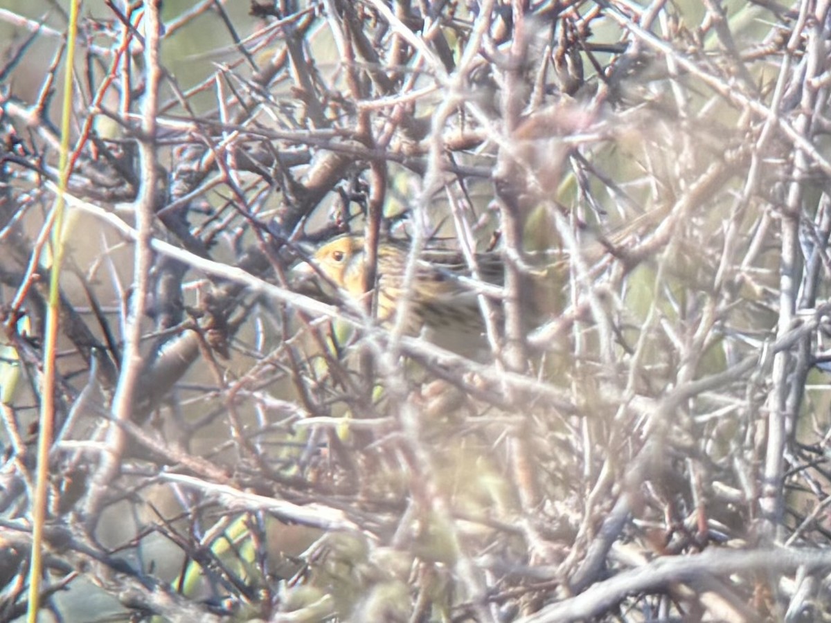 LeConte's Sparrow - ML643659763