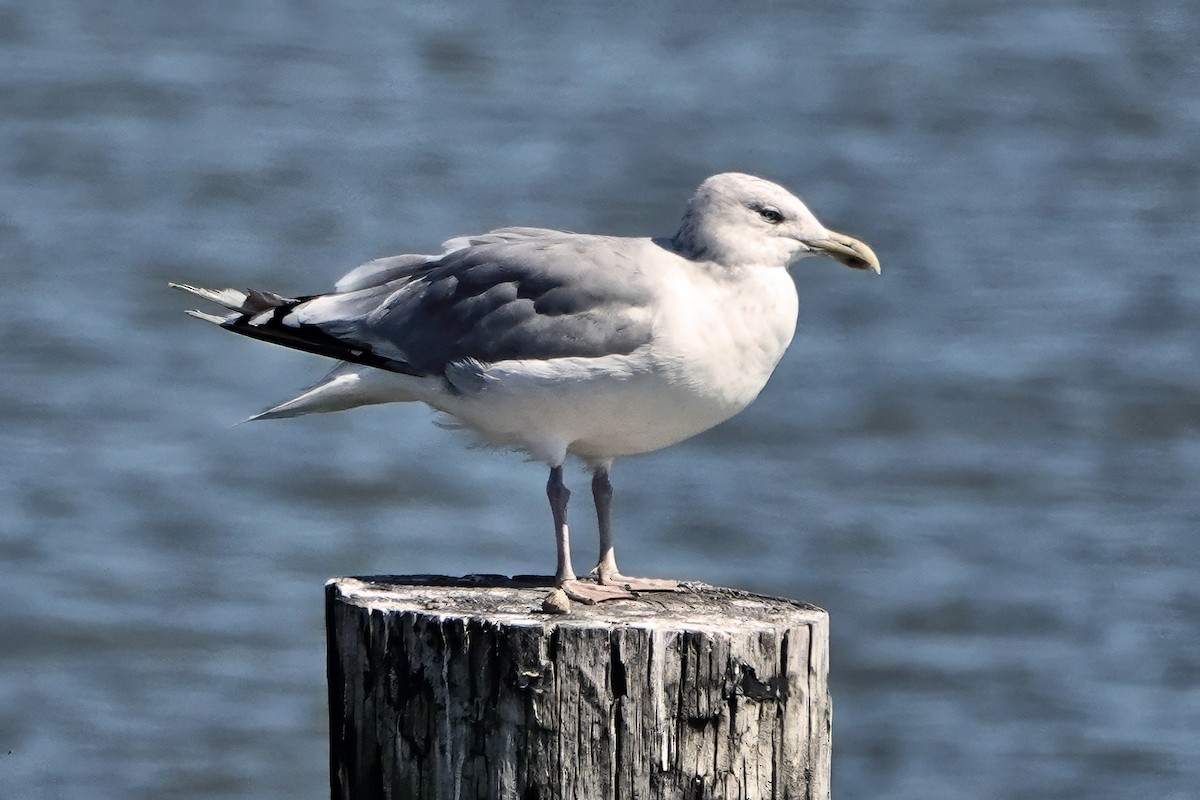 Kaio hauskara amerikarra - ML643659768