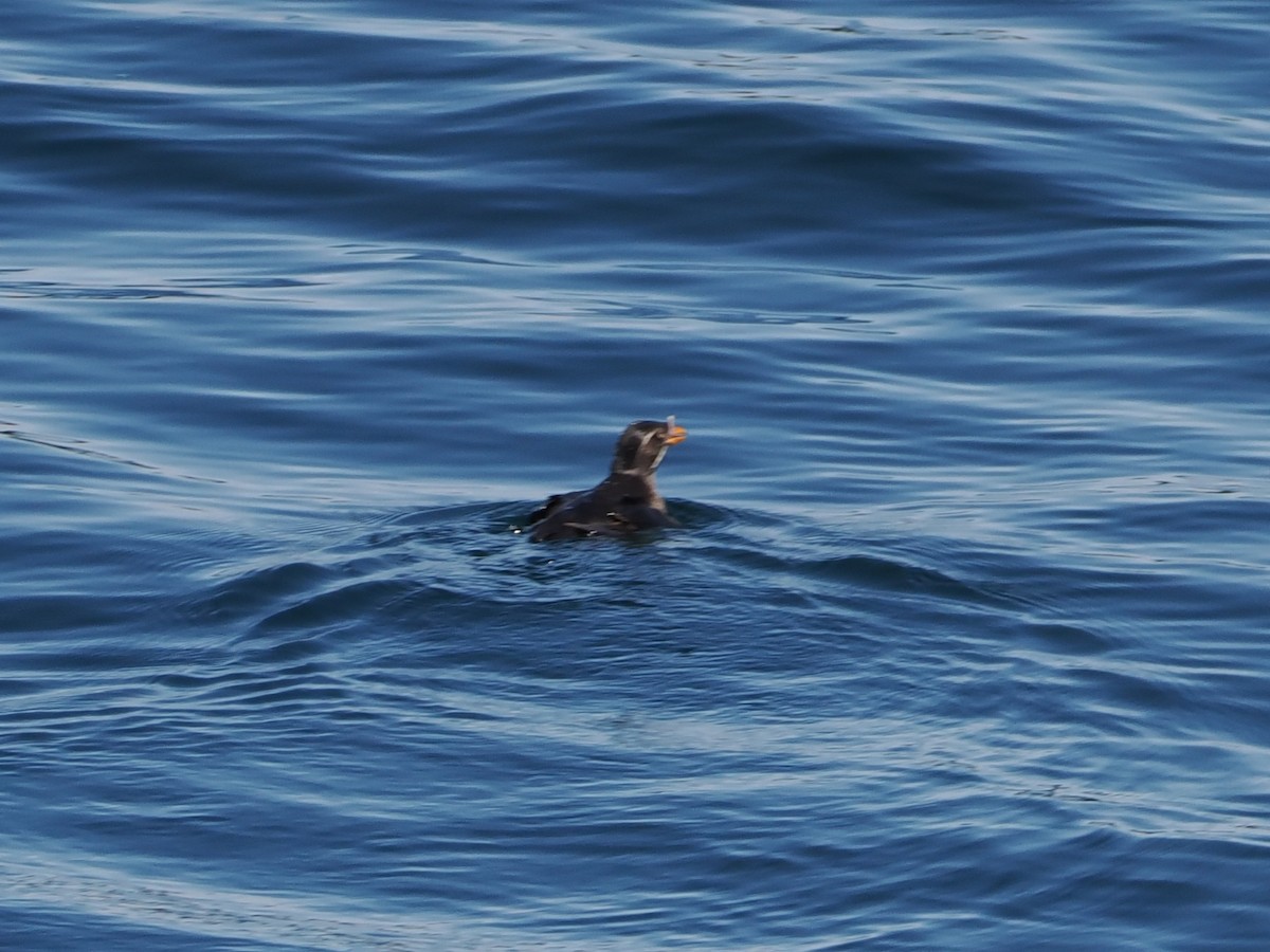 Rhinoceros Auklet - ML643659775