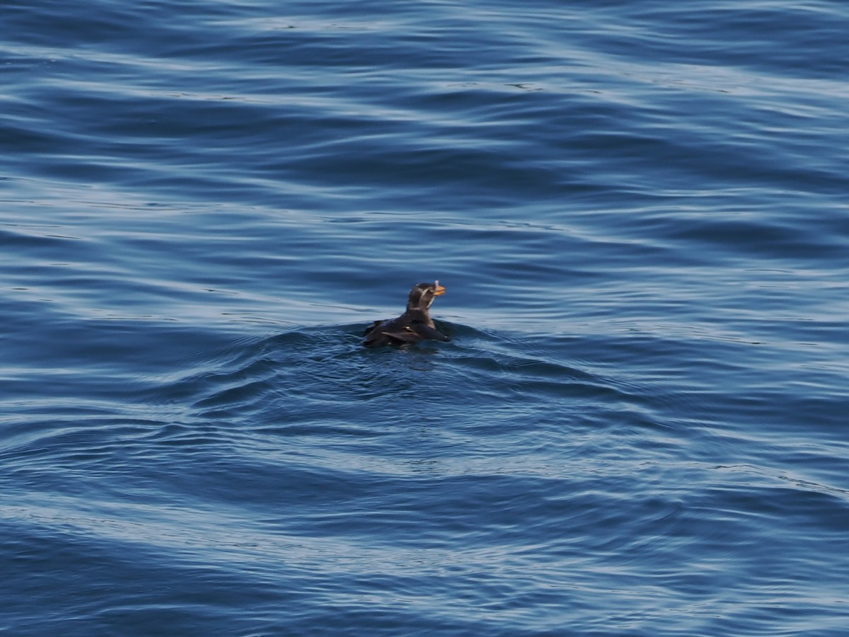 Rhinoceros Auklet - ML643659776