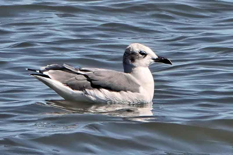 Antxeta mokogorri amerikarra - ML643659777