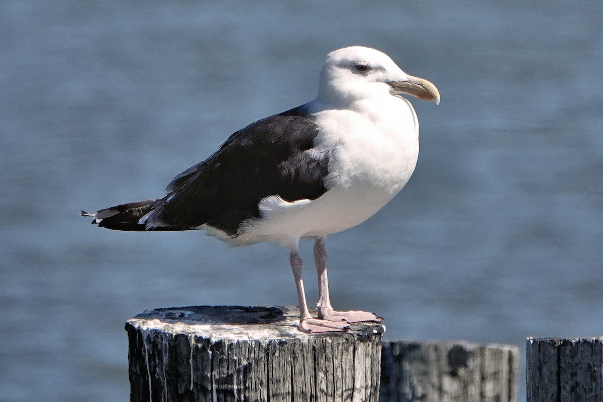 Kaio beltza - ML643659783