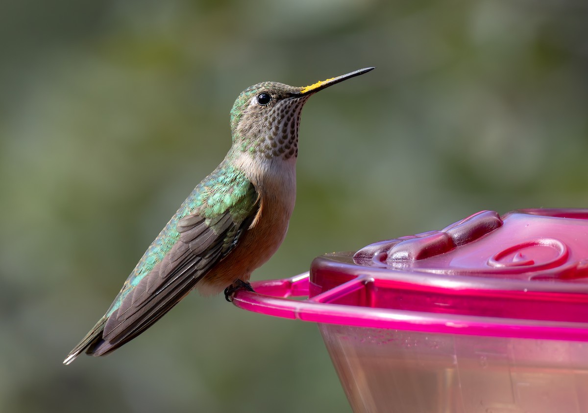 Broad-tailed Hummingbird - ML643659784