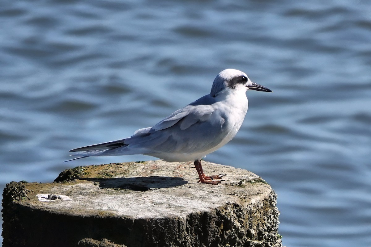 Forster txenada - ML643659788