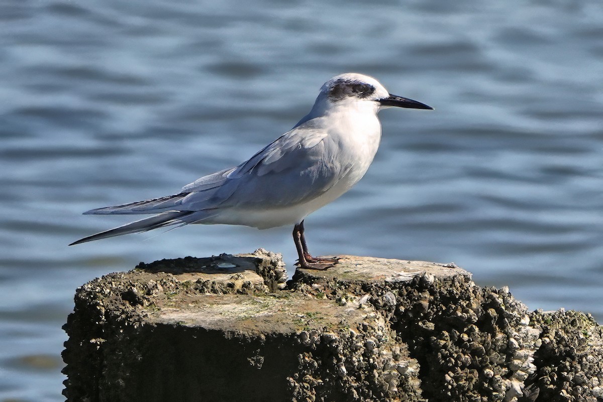 Forster txenada - ML643659789