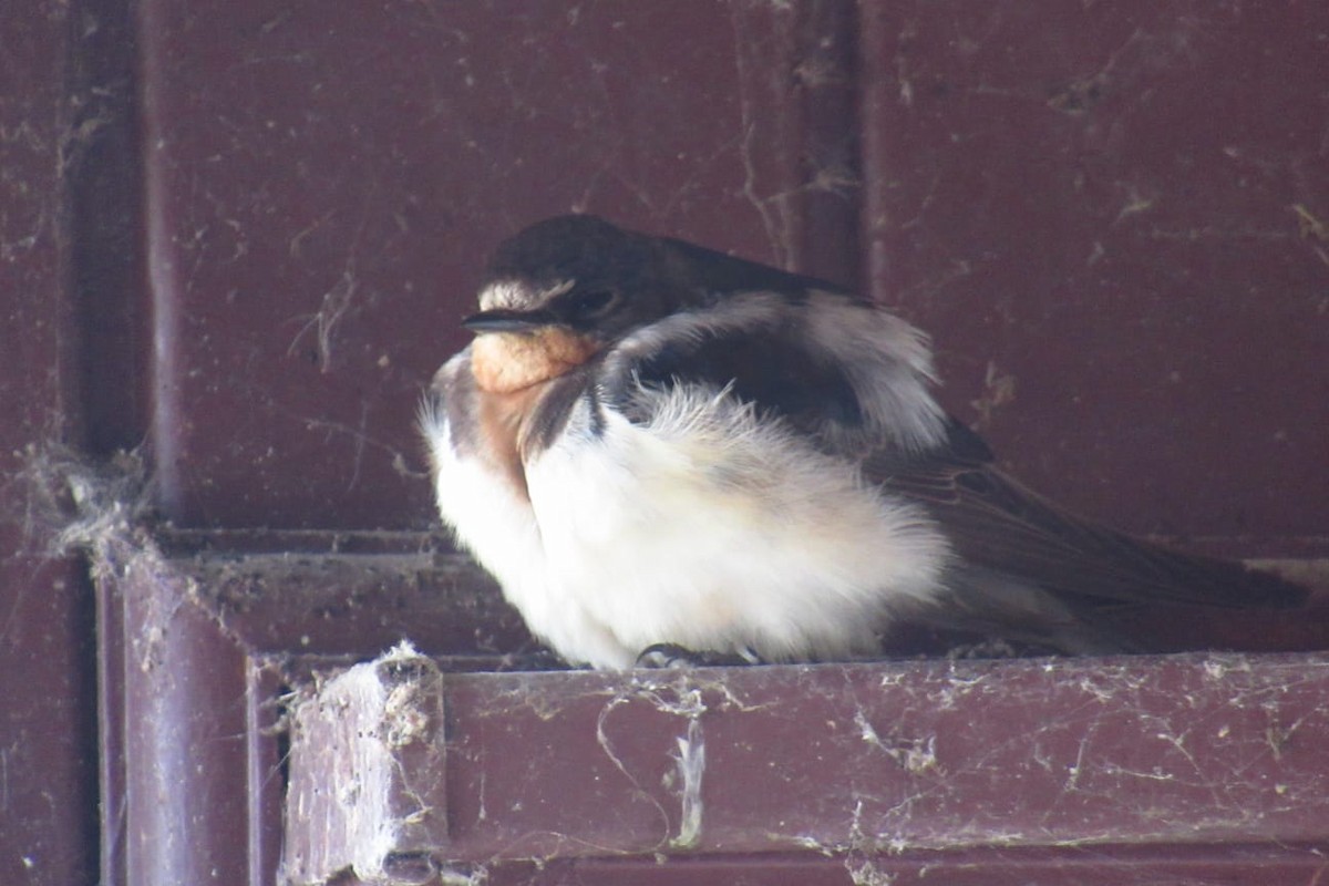 Hirondelle rustique - ML643659793