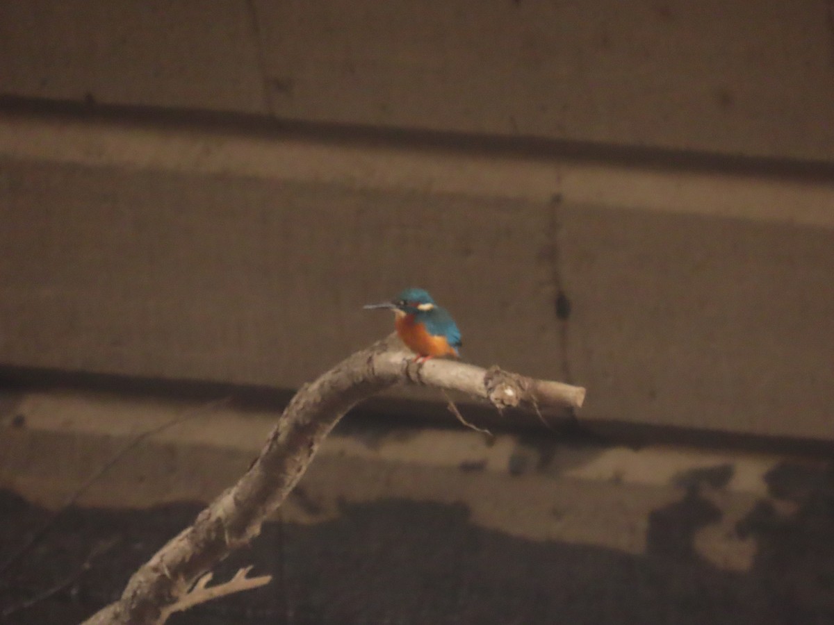 Common Kingfisher - ML643659800