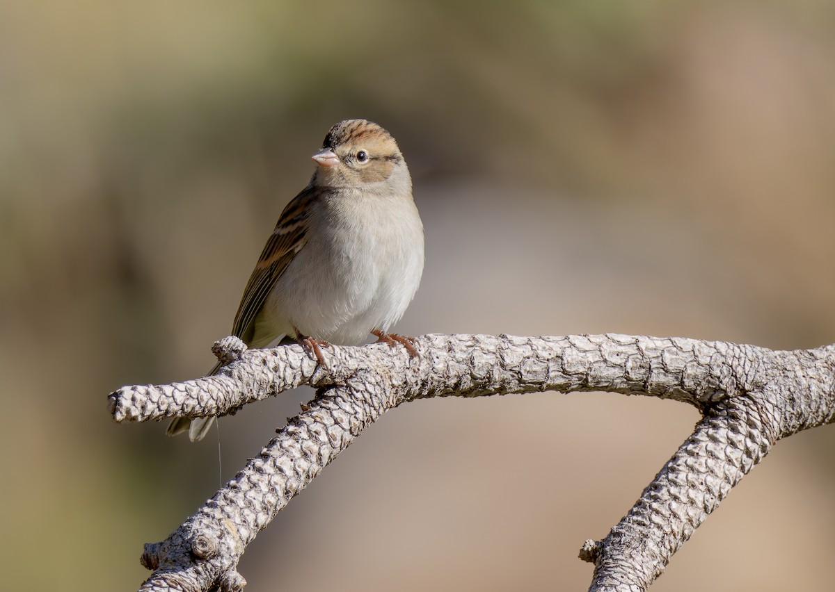 Chipping Sparrow - ML643659803