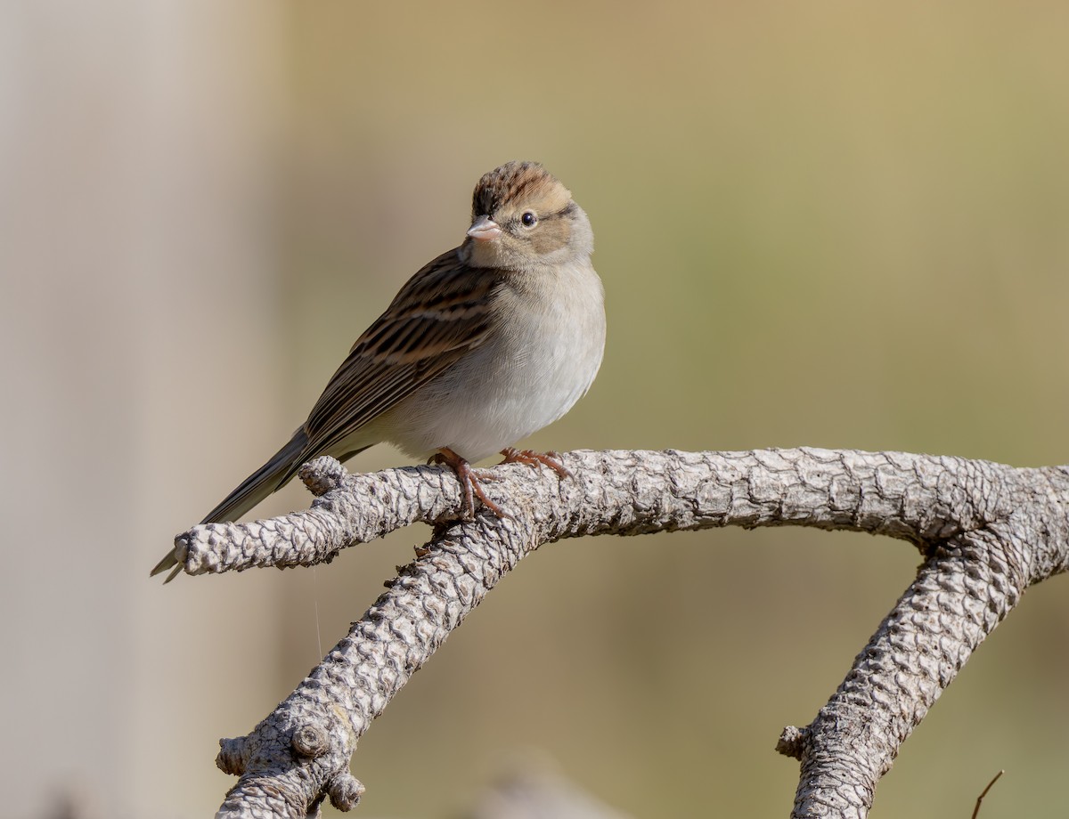 Chipping Sparrow - ML643659804