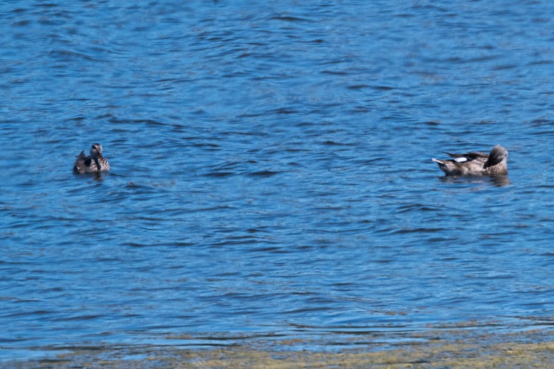 Gadwall - ML643659807