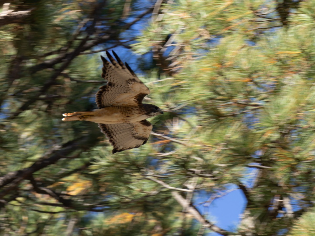Red-tailed Hawk - ML643659809